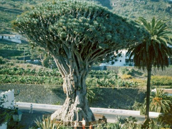 Parc du Drago