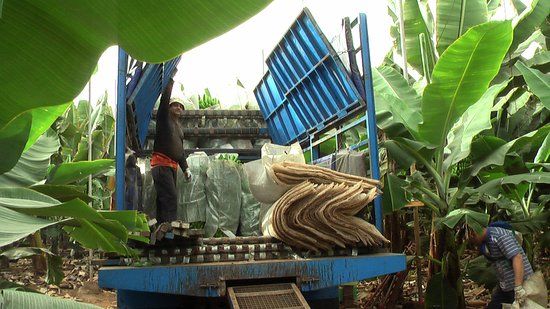 la Experiencia de Plátanos Finca Las Margaritas